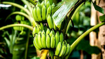 Green Bananas Benefits: 5 Health Benefits Of Consuming Raw Bananas