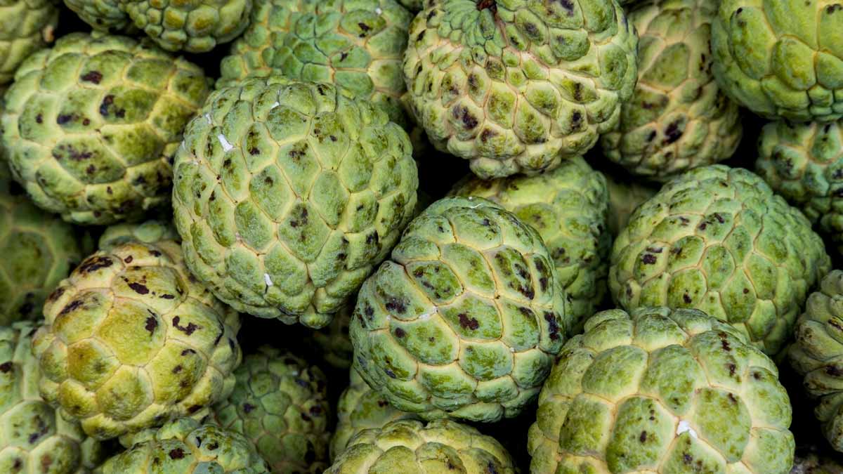 Exploring the Nutritional Bounty: 7 Health Benefits of Custard Apple