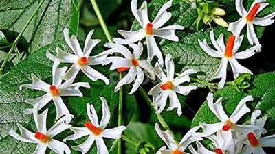 Home Remedy For Dry Cough: Here's How Harsingar Can Provide Relief