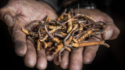 Why Is  Rare Herb Yarsagumba Called A Natural Steroid? Expert Shares How To Add It To Your Routine