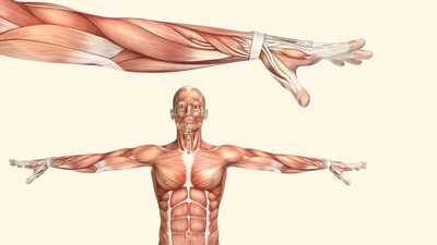 Strengthen Your Core: Dietary Tips and Exercises for Stronger Core Muscles