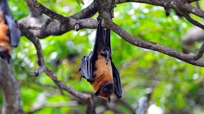 Schools And Colleges Shut Indefinitely In Kerala: No End In Sight To Niaph Virus&rsquo; Tirade