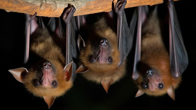 Nipah Virus Vaccine: ICMR Looking For Partners To Develop A Range Of Vaccines Against Diseases in India