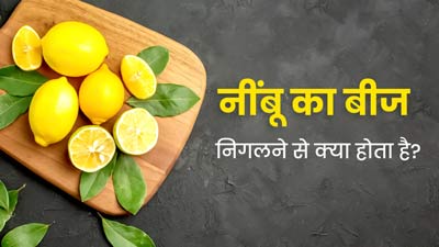 नींबू का बीज निगलने से क्या होता है? जानें डॉक्टर का जवाब