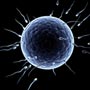 Understand Ovulation Process