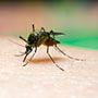 Dengue Outbreak in India