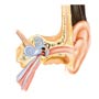 What is the Diagnosis of Chronic Otitis Media Cholesteatoma and Mastoiditis?