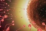 High BPA Levels may Hurt Sperm Quality