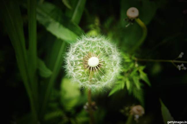सिंहपर्णी (Dandelion) जड़