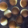 Information on Oocyte Banking