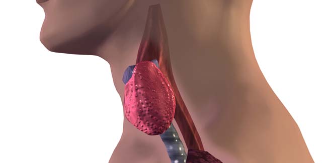 10 Things To Know about Thyroid Hormones