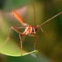 How to know if you have malaria
