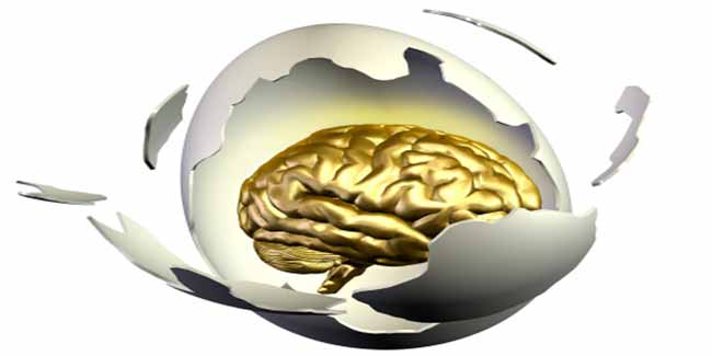 मस्तिष्क विकास के लिए महत्वपूर्ण होते हैं मांस, अंडे और डेयरी पोषक तत्व