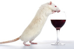 Excessive Consumption of Alcohol is caused by Mutation in the Gene