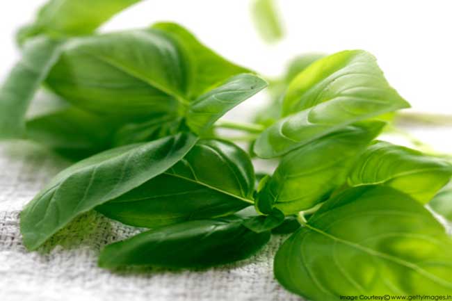 Basil