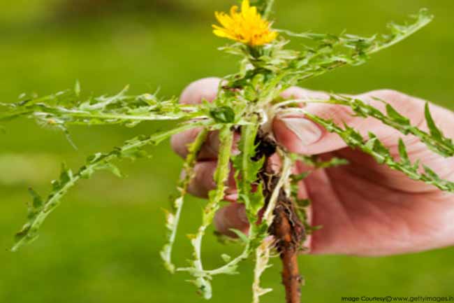 Dandelion root