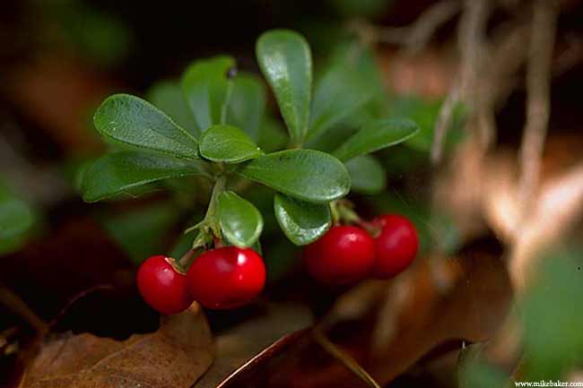 Uva Ursi