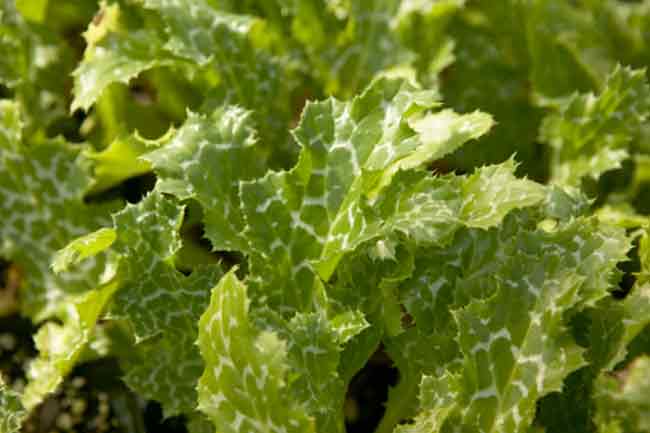 Milk Thistle