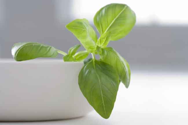 Tulsi or Holy Basil
