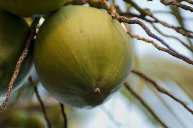 Coconut Oil