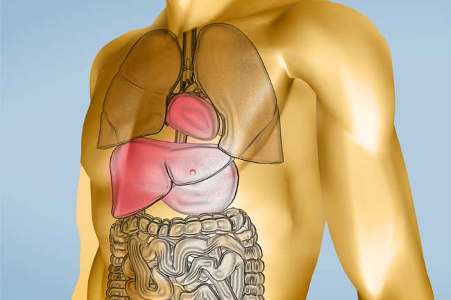 Digestion