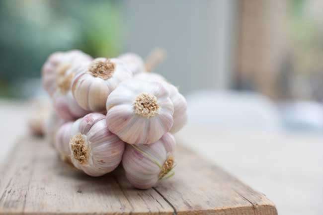 Garlic