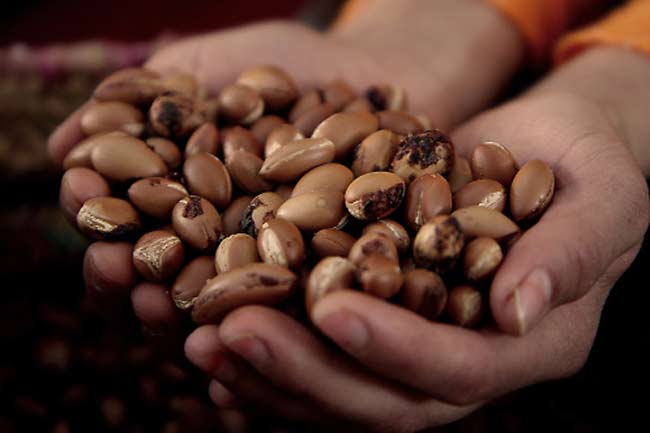 Argan Oil