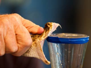 Venom of Bee, Scorpion and Snake can help in Fighting Cancer
