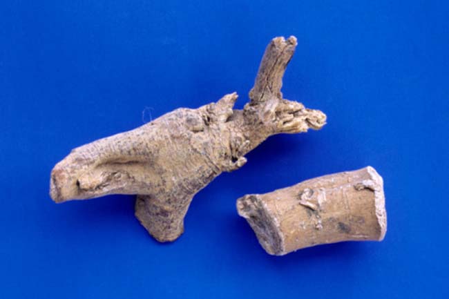 Indian Ginseng (Ashwagandha)