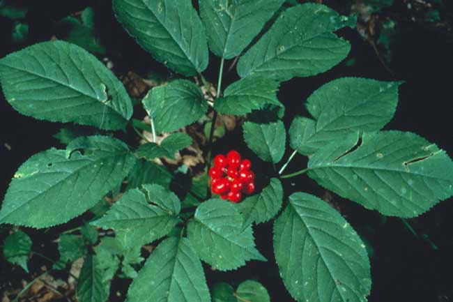 Asian Ginseng