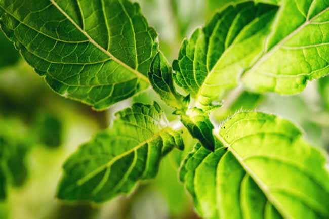 Holy Basil (Tulsi)