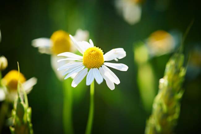 Chamomile