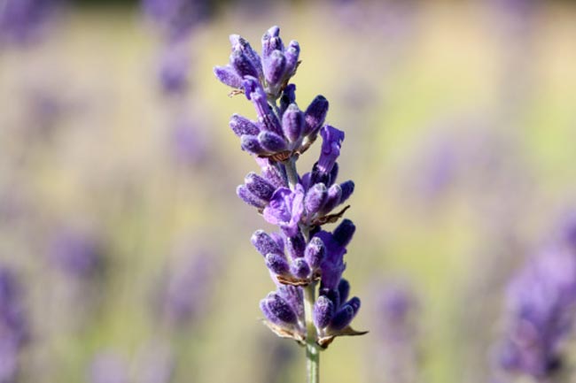 Lavender