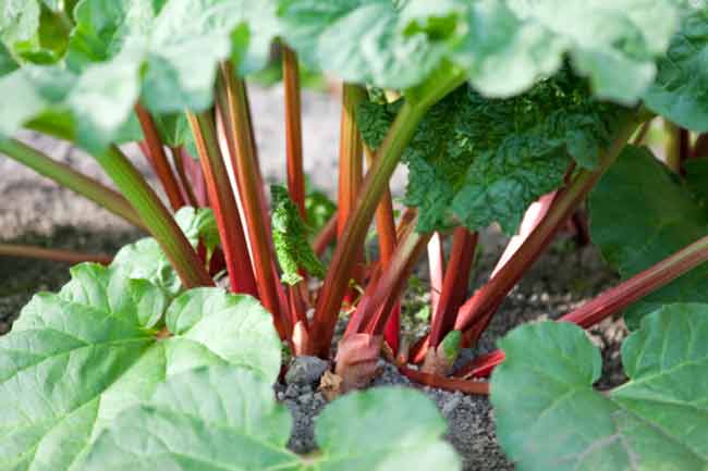 रेवंदचीनी की पत्तियां (Rhubarb Leaves)