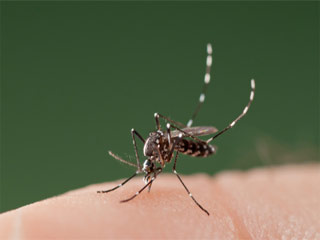 Study reveals how Mosquitoes Transmit Malaria