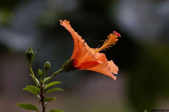 गुड़हल के फूल