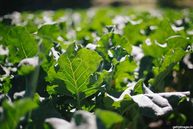 Collard Greens