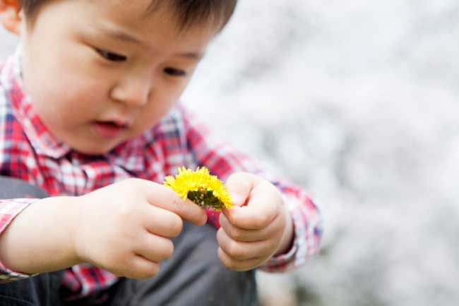 Dandelion