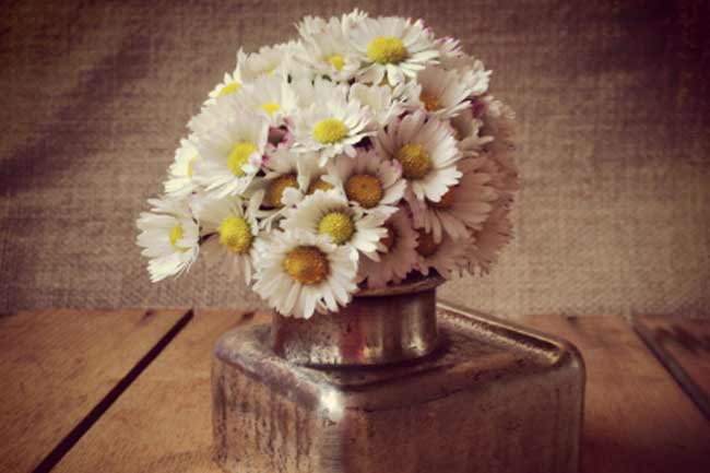 German chamomile