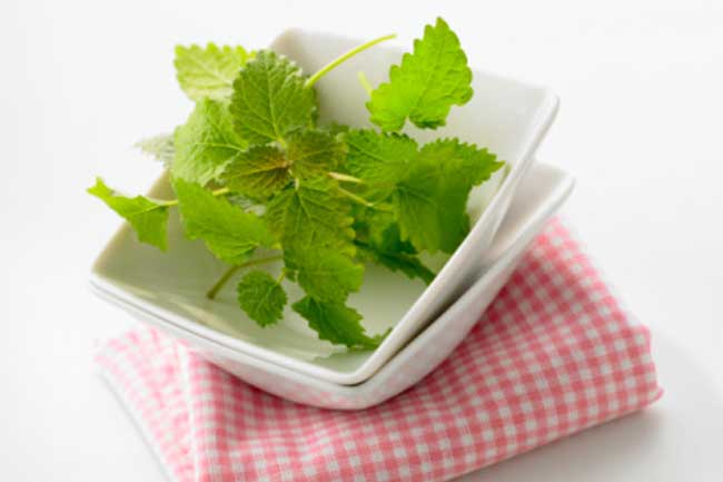 Lemon balm