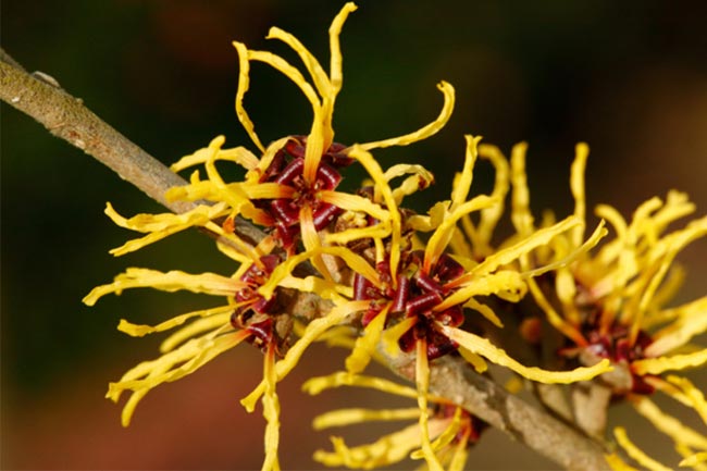 विच हेज़ल (Witch Hazel)