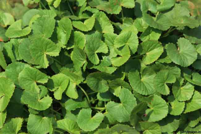 गुडूची Guduchi