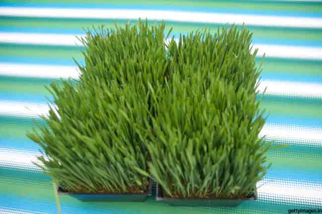 गेहूं का ज्वारा (व्हीटग्रास)
