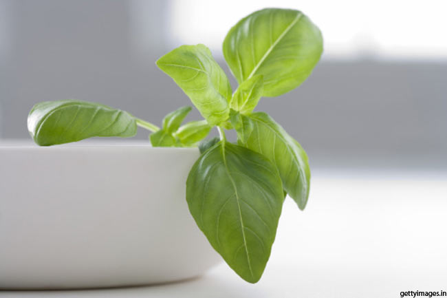 Basil