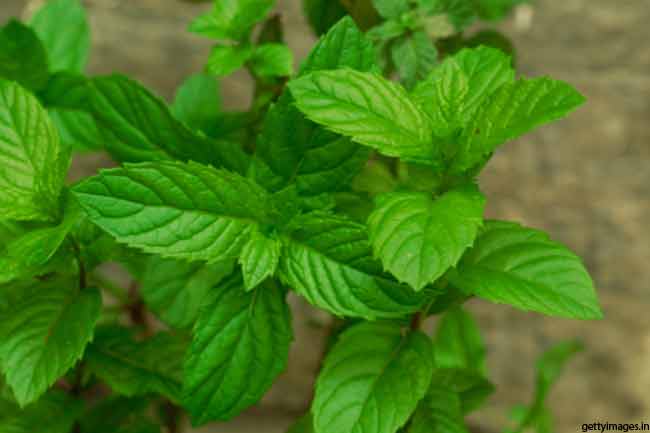 Spearmint