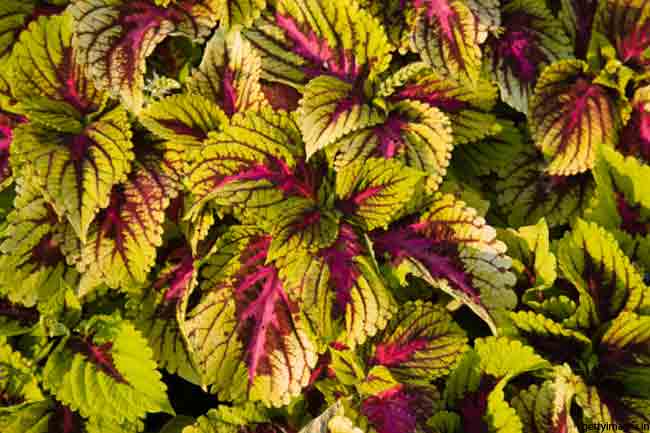 कॉलियस (Coleus)