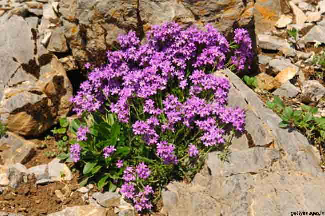 आईब्राइट (Eyebright)