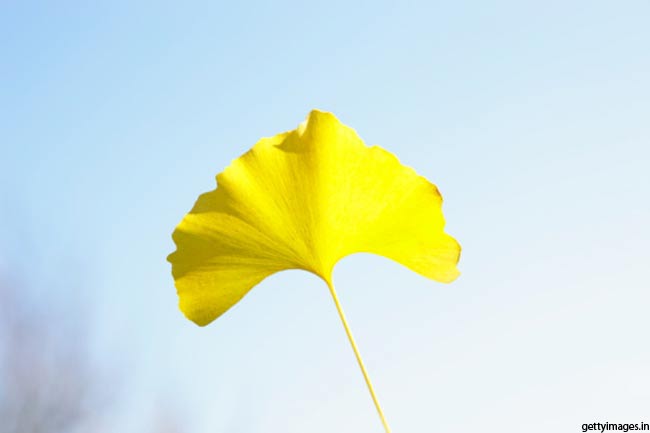 जिन्कगो (Ginkgo)
