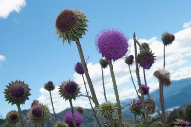 मिल्क थिसल (Milk Thistle)