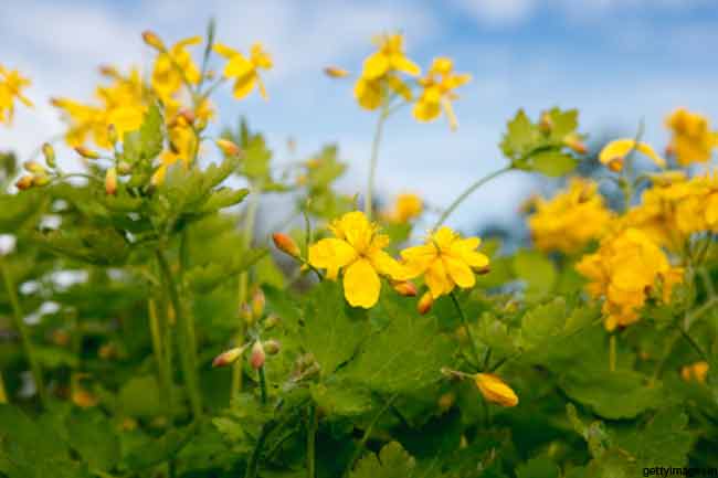 कुकरौंधा Greater Celandine